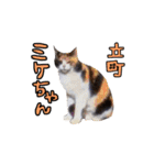 2024日本ネコスク•街ねこ名前スタンプ（個別スタンプ：28）