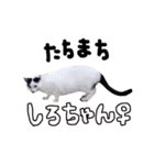 2024日本ネコスク•街ねこ名前スタンプ（個別スタンプ：29）