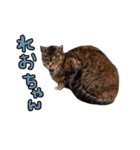 2024日本ネコスク•街ねこ名前スタンプ（個別スタンプ：32）