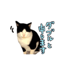 2024日本ネコスク•街ねこ名前スタンプ（個別スタンプ：33）