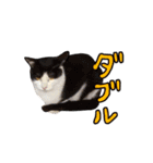 2024日本ネコスク•街ねこ名前スタンプ（個別スタンプ：34）