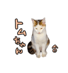 2024日本ネコスク•街ねこ名前スタンプ（個別スタンプ：35）
