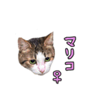 2024日本ネコスク•街ねこ名前スタンプ（個別スタンプ：36）