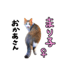 2024日本ネコスク•街ねこ名前スタンプ（個別スタンプ：37）