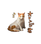 2024日本ネコスク•街ねこ名前スタンプ（個別スタンプ：38）
