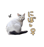 2024日本ネコスク•街ねこ名前スタンプ（個別スタンプ：40）