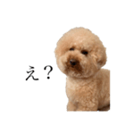 喧嘩売ってる犬（個別スタンプ：1）