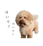喧嘩売ってる犬（個別スタンプ：2）