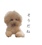 喧嘩売ってる犬（個別スタンプ：3）