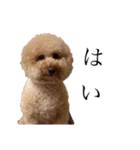 喧嘩売ってる犬（個別スタンプ：4）