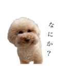 喧嘩売ってる犬（個別スタンプ：5）