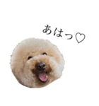 喧嘩売ってる犬（個別スタンプ：6）