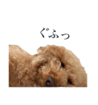 喧嘩売ってる犬（個別スタンプ：7）