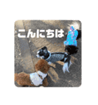 ピノくんのもふもふスタンプ（個別スタンプ：15）