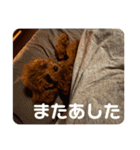 ピノくんのもふもふスタンプ（個別スタンプ：16）