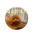 ピノくんのもふもふスタンプ（個別スタンプ：17）