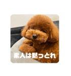 ピノくんのもふもふスタンプ（個別スタンプ：20）