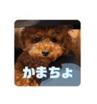 ピノくんのもふもふスタンプ（個別スタンプ：22）