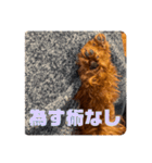 ピノくんのもふもふスタンプ（個別スタンプ：30）