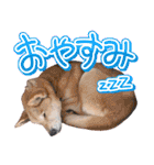 ろむちゃんスタンプ Vol.1（個別スタンプ：4）