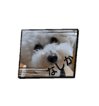 とある日の犬の大分弁2（個別スタンプ：3）