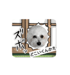 とある日の犬の大分弁2（個別スタンプ：5）