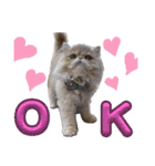 はなぺちゃねこのらい♡♡♡（個別スタンプ：1）