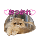 はなぺちゃねこのらい♡♡♡（個別スタンプ：2）