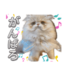 はなぺちゃねこのらい♡♡♡（個別スタンプ：3）