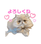 はなぺちゃねこのらい♡♡♡（個別スタンプ：5）