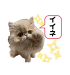 はなぺちゃねこのらい♡♡♡（個別スタンプ：9）