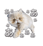 はなぺちゃねこのらい♡♡♡（個別スタンプ：10）