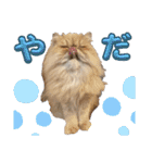 はなぺちゃねこのらい♡♡♡（個別スタンプ：11）