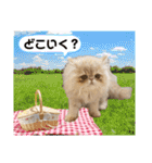 はなぺちゃねこのらい♡♡♡（個別スタンプ：12）