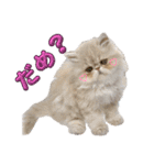はなぺちゃねこのらい♡♡♡（個別スタンプ：14）