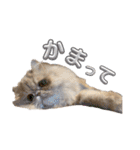はなぺちゃねこのらい♡♡♡（個別スタンプ：16）