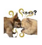 はなぺちゃねこのらい♡♡♡（個別スタンプ：23）