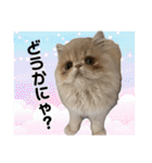 はなぺちゃねこのらい♡♡♡（個別スタンプ：25）