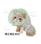 はなぺちゃねこのらい♡♡♡（個別スタンプ：26）