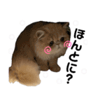 はなぺちゃねこのらい♡♡♡（個別スタンプ：36）