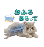 はなぺちゃねこのらい♡♡♡（個別スタンプ：37）