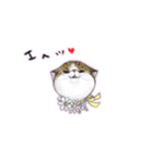 猫ちゃんバラエティパックスタンプ（個別スタンプ：13）