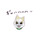 猫ちゃんバラエティパックスタンプ（個別スタンプ：16）