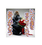 【結婚記念日とか誕生日】お祝いするゴリラ（個別スタンプ：6）