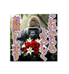 【結婚記念日とか誕生日】お祝いするゴリラ（個別スタンプ：8）