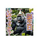 【結婚記念日とか誕生日】お祝いするゴリラ（個別スタンプ：30）