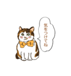 キジ猫くぅさんの挨拶スタンプ（個別スタンプ：14）