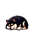 無言で伝える太っちょ黒柴（個別スタンプ：38）