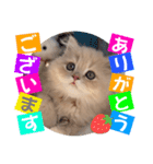 ねこまーち クッキークリーム プリンセス（個別スタンプ：1）