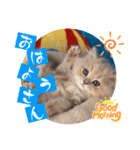 ねこまーち クッキークリーム プリンセス（個別スタンプ：3）